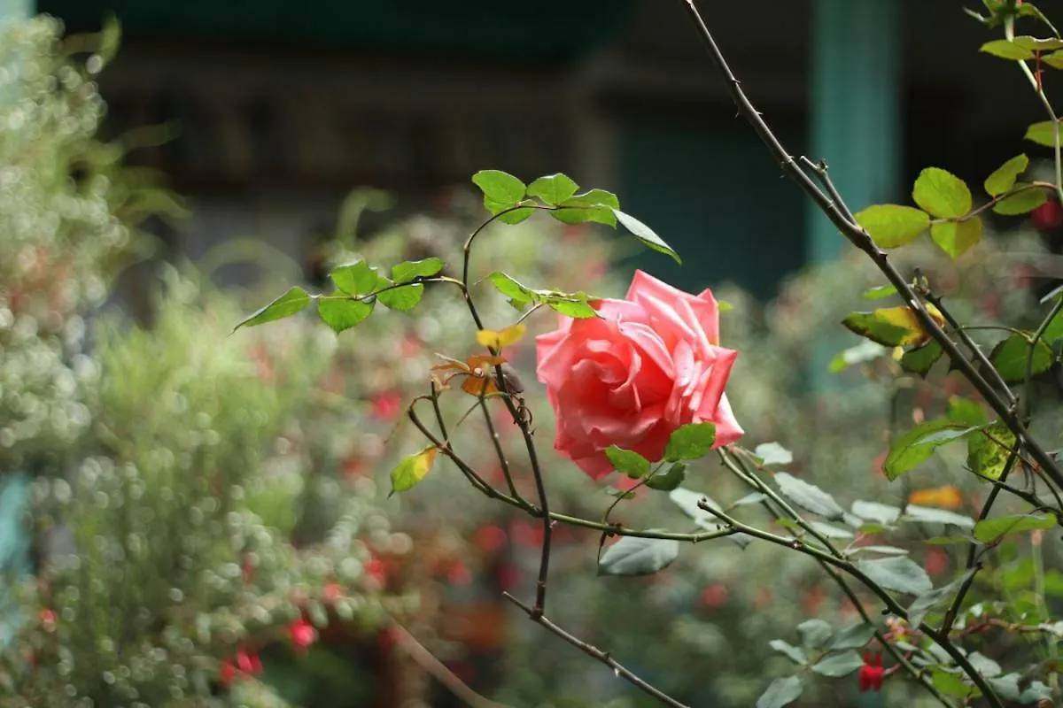 Guest house Anandamayi House Hotel Bogota
